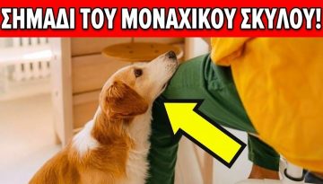 10 &Sigma;&eta;&mu;ά&delta;&iota;&alpha; Ό&tau;&iota; &Omicron; &Sigma;&kappa;ύ&lambda;&omicron;&sigmaf; &Sigma;&omicron;&upsilon; &Upsilon;&pi;&omicron;&phi;έ&rho;&epsilon;&iota; &Alpha;&pi;ό &Mu;&omicron;&nu;&alpha;&xi;&iota;ά &ndash; &Alpha;&lambda;&lambda;ά &Epsilon;&sigma;ύ &Delta;&epsilon;&nu; &Tau;&omicron; &Xi;έ&rho;&epsilon;&iota;&sigmaf;