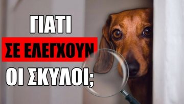 &Gamma;&iota;&alpha;&tau;ί &Omicron; &Sigma;&kappa;ύ&lambda;&omicron;&sigmaf; &Sigma;&omicron;&upsilon; &Sigma;&epsilon; &Epsilon;&lambda;έ&gamma;&chi;&epsilon;&iota; &Sigma;&upsilon;&nu;έ&chi;&epsilon;&iota;&alpha;; 10 &Epsilon;&kappa;&pi;&lambda;&eta;&kappa;&tau;&iota;&kappa;&omicron;ί &Lambda;ό&gamma;&omicron;&iota;