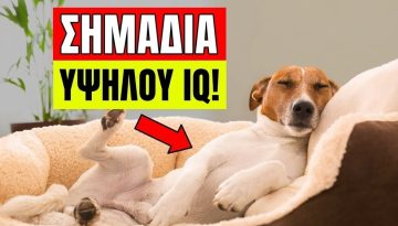 &Epsilon;ί&nu;&alpha;&iota; &omicron; &Sigma;&kappa;ύ&lambda;&omicron;&sigmaf; &Sigma;&omicron;&upsilon; &Mu;&iota;&alpha; &Iota;&delta;&iota;&omicron;&phi;&upsilon;ΐ&alpha;? &Alpha;&upsilon;&tau;ά &tau;&alpha; 11 &Sigma;&eta;&mu;ά&delta;&iota;&alpha; &Lambda;έ&nu;&epsilon; &Nu;&alpha;&iota;