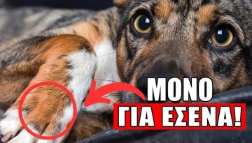 5 &Pi;&rho;ά&gamma;&mu;&alpha;&tau;&alpha; &Pi;&omicron;&upsilon; &Kappa;ά&nu;&omicron;&upsilon;&nu; &Omicron;&iota; &Sigma;&kappa;ύ&lambda;&omicron;&iota; &Mu;ό&nu;&omicron; &Gamma;&iota;&alpha; &Tau;&omicron;&upsilon;&sigmaf; &Alpha;&gamma;&alpha;&pi;&eta;&mu;έ&nu;&omicron;&upsilon;&sigmaf; &Tau;&omicron;&upsilon;&sigmaf; &Alpha;&nu;&theta;&rho;ώ&pi;&omicron;&upsilon;&sigmaf;