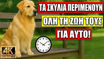 &Omicron;&iota; 5 &Chi;&epsilon;&iota;&rho;&omicron;&nu;&omicron;&mu;ί&epsilon;&sigmaf; &Alpha;&gamma;ά&pi;&eta;&sigmaf; &Pi;&omicron;&upsilon; &Omicron; &Sigma;&kappa;ύ&lambda;&omicron;&sigmaf; &Sigma;&omicron;&upsilon; &Epsilon;&lambda;&pi;ί&zeta;&epsilon;&iota; &Nu;&alpha; &Kappa;ά&nu;&epsilon;&iota;&sigmaf; &Kappa;&alpha;&tau;ά &Tau;&eta; &Delta;&iota;ά&rho;&kappa;&epsilon;&iota;&alpha; &Tau;&eta;&sigmaf; &Zeta;&omega;ή&sigmaf; &Tau;&omicron;&upsilon;