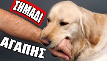 7 &Sigma;&eta;&mu;ά&delta;&iota;&alpha; Ό&tau;&iota; &omicron; &Sigma;&kappa;ύ&lambda;&omicron;&sigmaf; &Sigma;&omicron;&upsilon; Έ&chi;&epsilon;&iota; &Delta;&epsilon;&theta;&epsilon;ί &Mu;&alpha;&zeta;ί &Sigma;&omicron;&upsilon; (Ό&chi;&iota; &Kappa;ά&theta;&epsilon; &Iota;&delta;&iota;&omicron;&kappa;&tau;ή&tau;&eta;&sigmaf; &Sigma;&kappa;ύ&lambda;&omicron;&upsilon;)