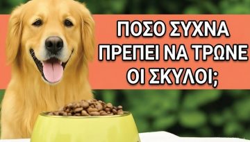 &Tau;&omicron; &Kappa;&alpha;&theta;&eta;&mu;&epsilon;&rho;&iota;&nu;ό &Lambda;ά&theta;&omicron;&sigmaf; &Sigma;&tau;&eta; &Delta;&iota;&alpha;&tau;&rho;&omicron;&phi;ή &Pi;&omicron;&upsilon; &Kappa;ά&nu;&epsilon;&iota; &Tau;&omicron; 90% &Tau;&omega;&nu; &Iota;&delta;&iota;&omicron;&kappa;&tau;&eta;&tau;ώ&nu; &Sigma;&kappa;ύ&lambda;&omega;&nu;