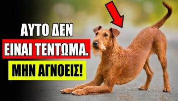 &Alpha;&nu; &omicron; &Sigma;&kappa;ύ&lambda;&omicron;&sigmaf; &Sigma;&omicron;&upsilon; &Tau;&epsilon;&nu;&tau;ώ&nu;&epsilon;&tau;&alpha;&iota; Ό&tau;&alpha;&nu; &Sigma;&epsilon; &Beta;&lambda;έ&pi;&epsilon;&iota;&hellip; &Nu;&alpha; &Tau;&iota; &Sigma;&eta;&mu;&alpha;ί&nu;&epsilon;&iota; &Pi;&rho;&alpha;&gamma;&mu;&alpha;&tau;&iota;&kappa;ά